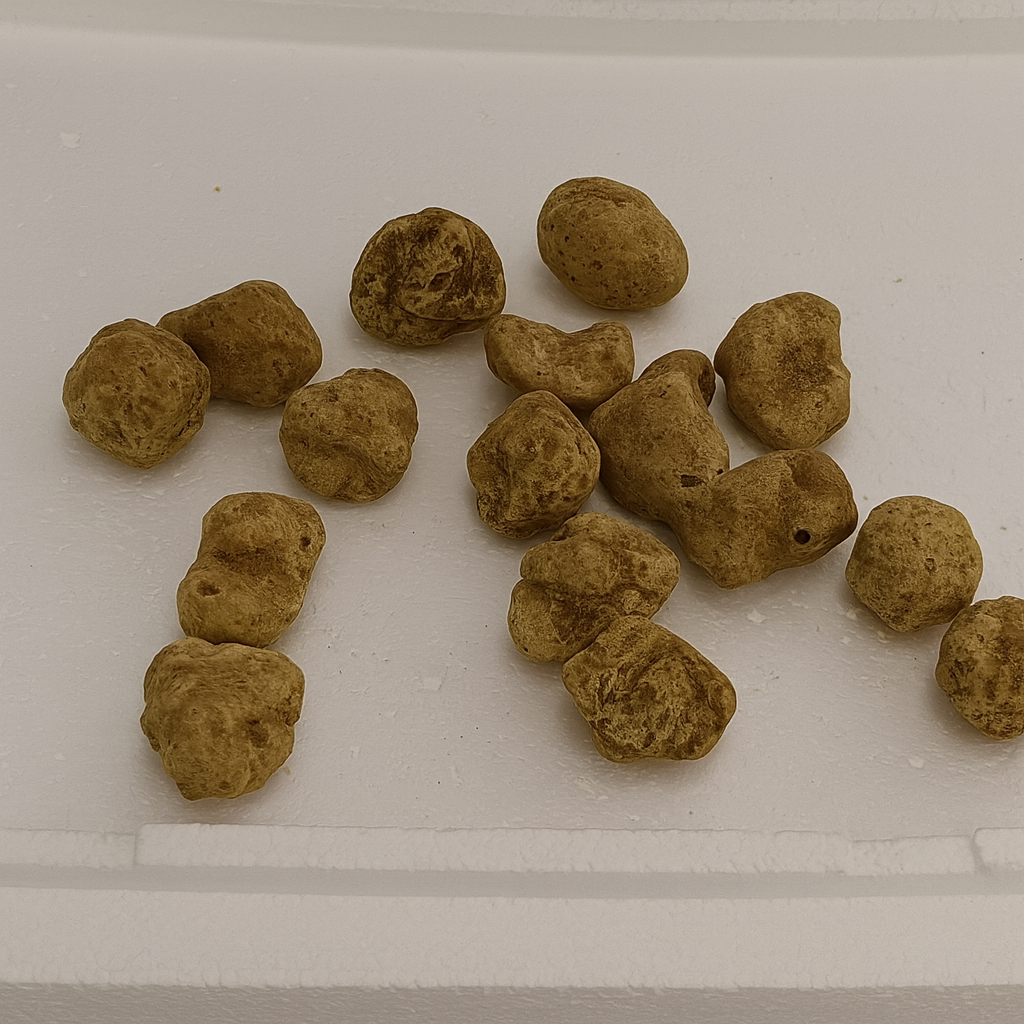 Prized White Truffle